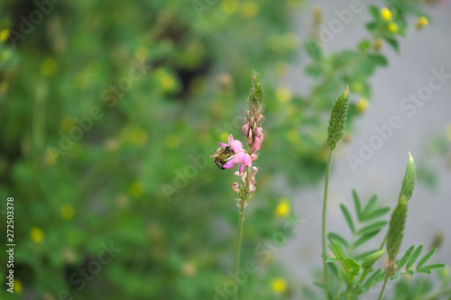 Biene an rosa Lupine und grüner Hintergrund - Stockfoto