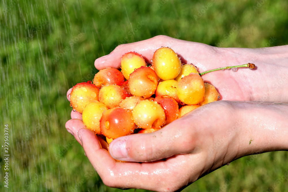 Cherry in the hands of a man, washing under a stream of water on a sunny day in the garden. Cherry in the hands of a man, washing under a stream of water on a sunny day in the garden.