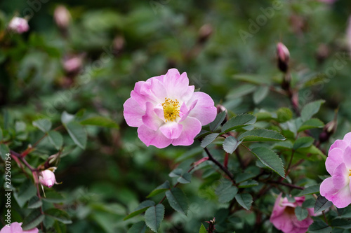 pink rose flower buds on the bush