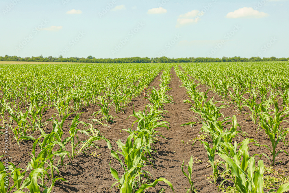 Green corn field against sky, space for text. Agriculture