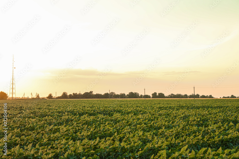 Green sunflower field at sunset, space for text. Agriculture