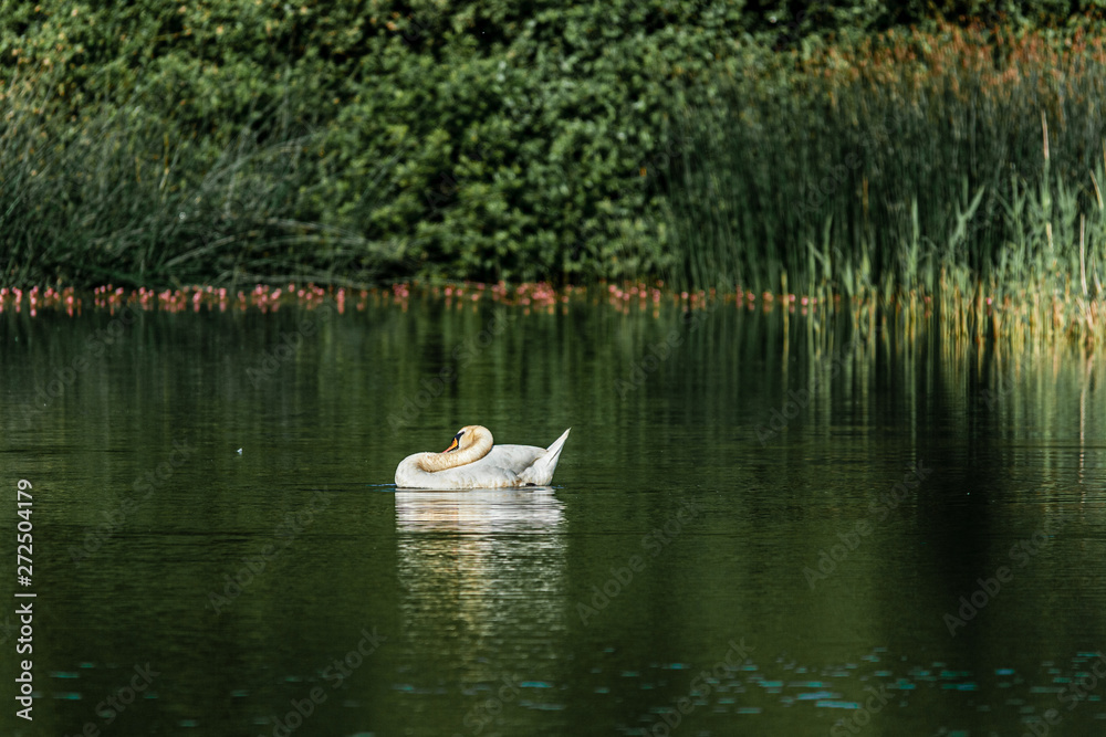 Swan on the water Swan on the water