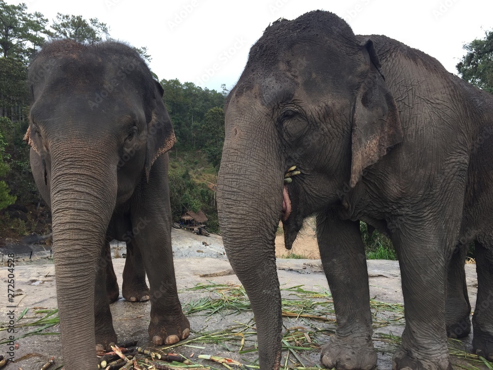Fototapeta premium Elephants at Patara Elephant Farm, Chiang Mai, Thailand