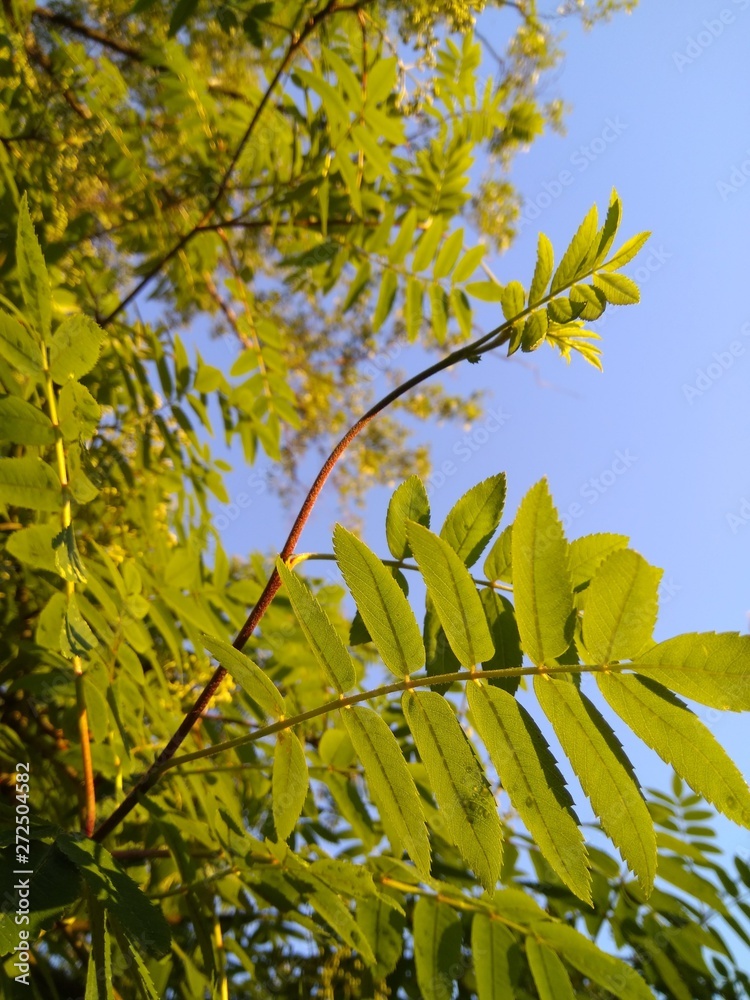 green leaf of a mountain ash on a blue sky background