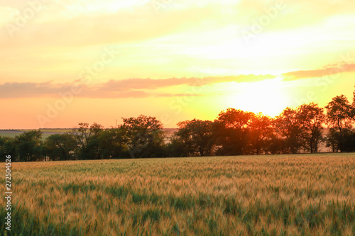 Wheat field at sunset, space for text. Agriculture