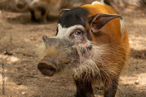 red river hog photo