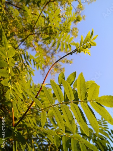 Obraz na płótnie green leaf of a mountain ash on a blue sky background w salonie