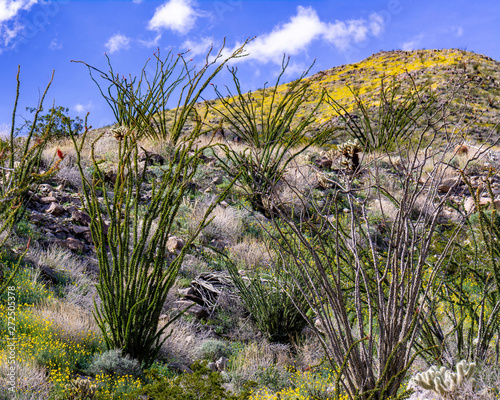 desert bloom poppy ocotillo