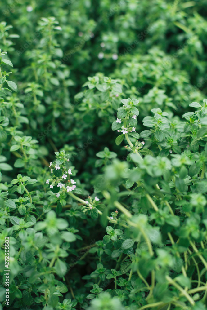 Fresh lemon thyme Fresh lemon thyme