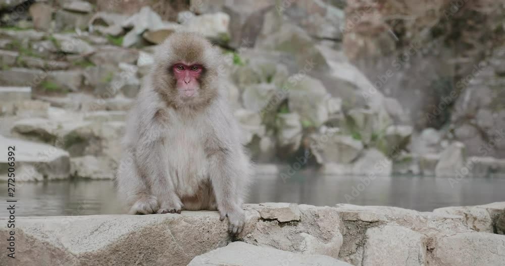 Wary snow monkey sitting and scratching next to an onsen - hot spring Wary snow monkey sitting and scratching next to an onsen - hot spring