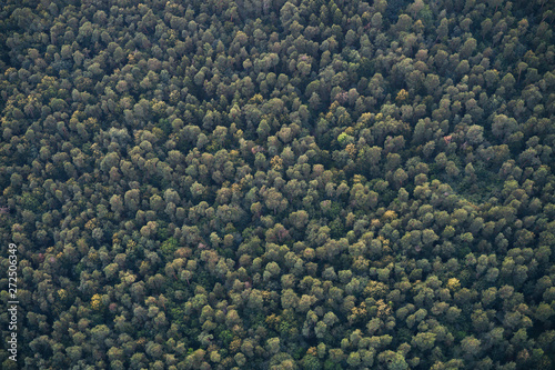 Aerial View Of The Woods.
