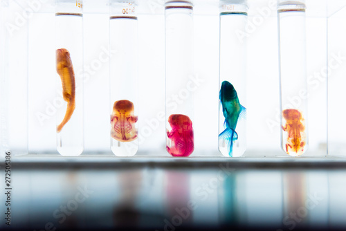 Glass containers preserving fish photo