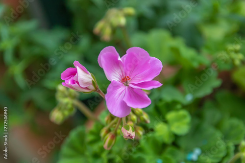 pink flower in the garden © angelikakis