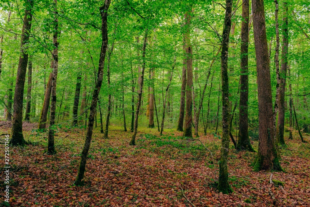 Fototapeta premium Reportage photo our l'office du tourisme de la Vallée de Loire et du Cher