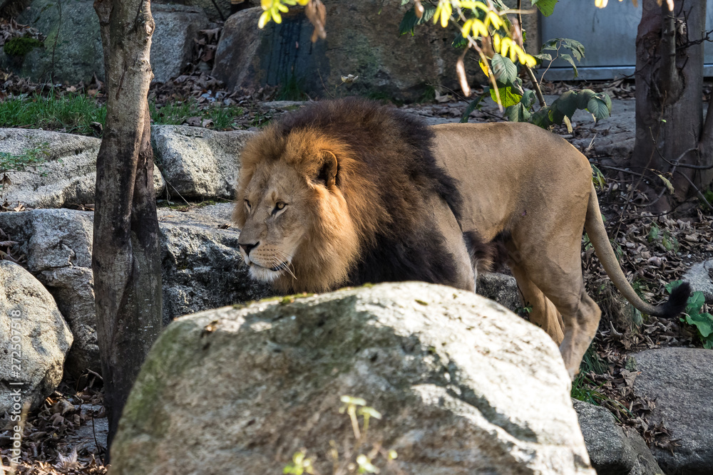 Naklejka premium The lion, Panthera leo is one of the four big cats in the genus Panthera