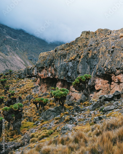 Giant groundsels growing in the volcanic rock formations in the panoramic mountain landscapes of Mount Kenya, Kenya