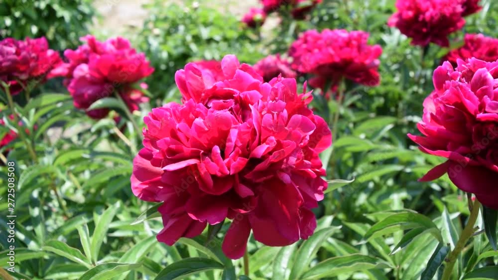 A lot of red flowers and greenery. Plants A lot of red flowers and greenery. Plants
