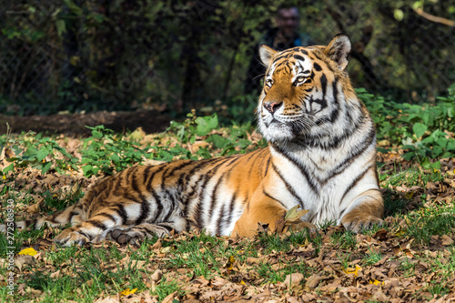 The Siberian tiger Panthera tigris altaica in the zoo