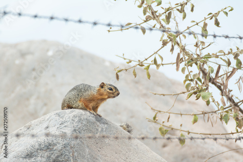 ardilla de tierra photo