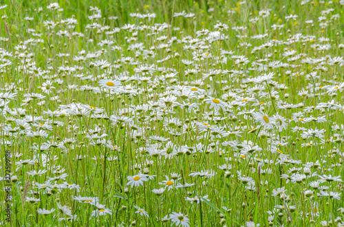 Fototapeta Naklejka Na Ścianę i Meble -  Ox Eye daisy Meadow