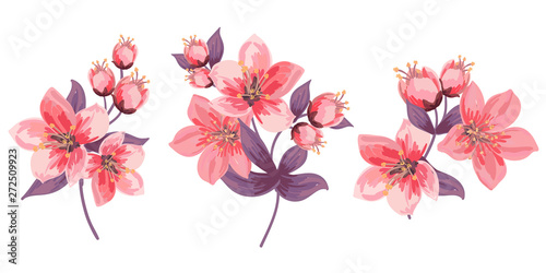 Set of blooming branches. Pink flowers and leaves. Delicate buds and blooming flowers. Isolated. Cherry Blossoms.