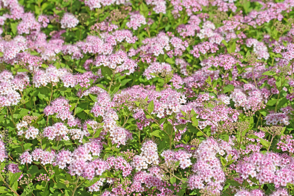 Fototapeta premium Blühender Spierstrauch, Spiraea bumalda