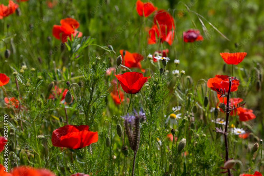 Fototapeta premium Poppy Field / Mohnblumenfeld
