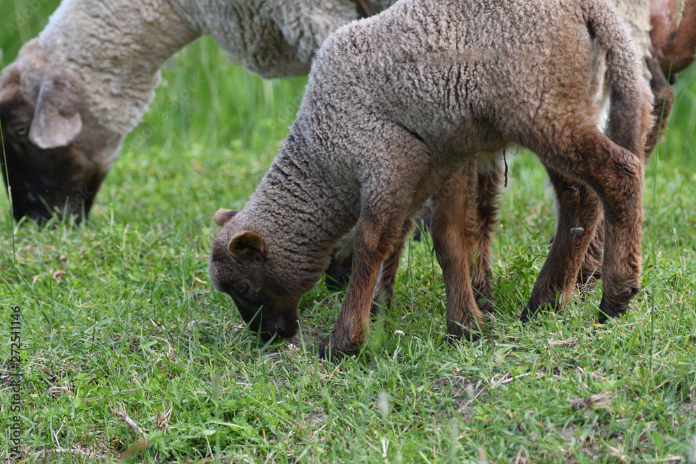 a flock of sheep with head bowed to the ground grazing on the grass a flock of sheep with head bowed to the ground grazing on the grass