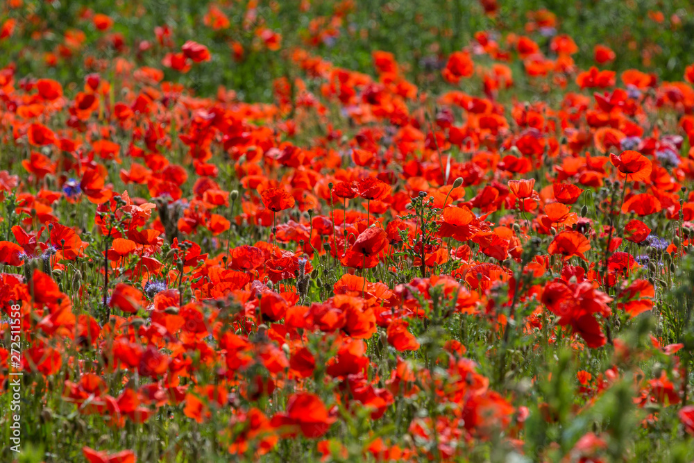 Poppy Field / Mohnblumenfeld