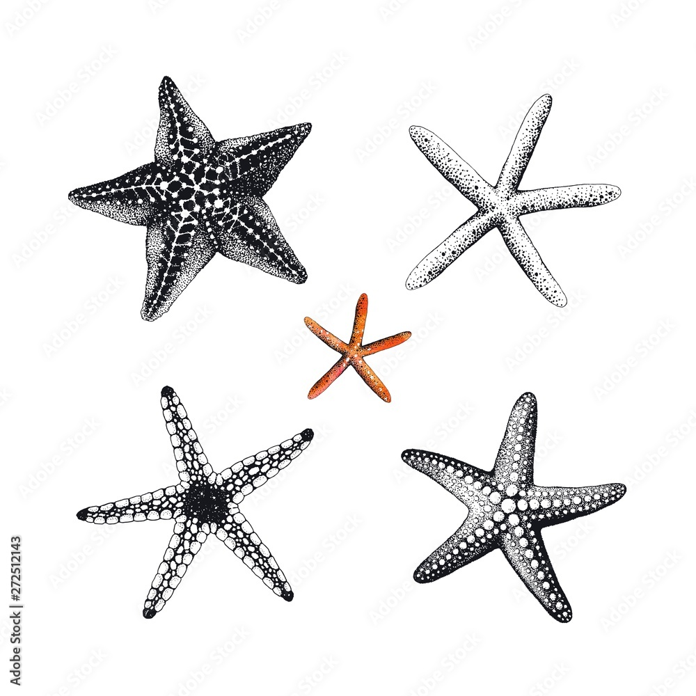 Starfishes hand drawn set, vector illustration. Collection sea design elements. Starfishes hand drawn set, vector illustration. Collection sea design elements.