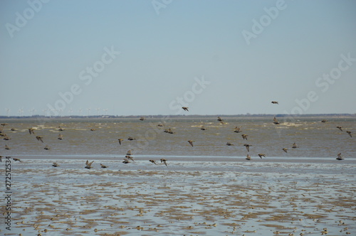 Vogelschwarm am Strand