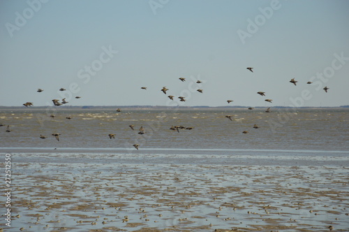 Vogelschwarm am Strand