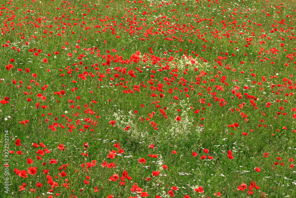 green meadow with blooming red poppies and white flowers