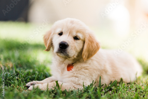 golden retriever puppy laying on grass photo