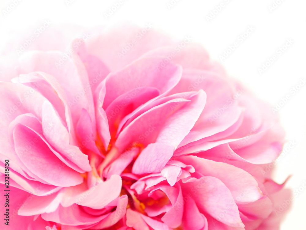Close up of large pink 'Gertrude Jekyll' rose flower against a white background