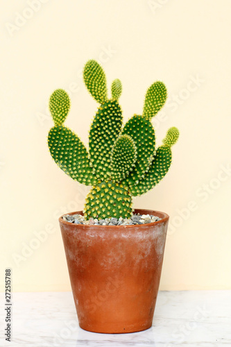 Opuntia cacti