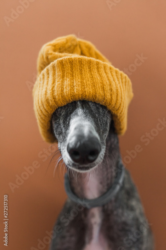 Dog with a wool hat photo