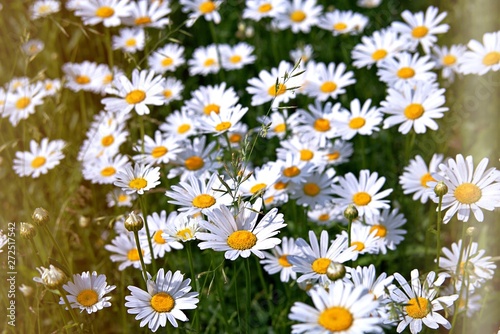 Natural background, blooming daisies in the meadow. Summer concept. Toned.