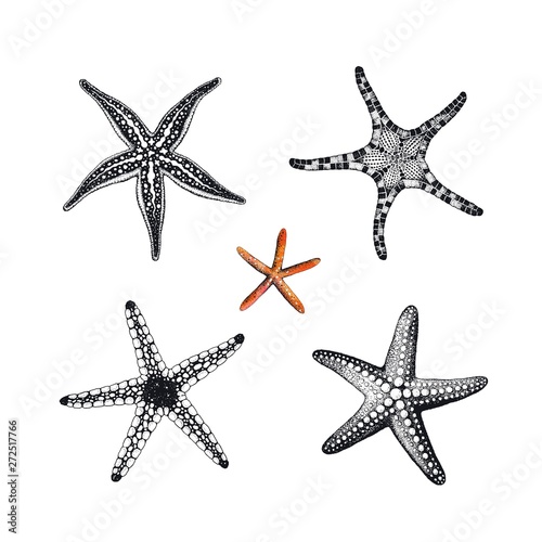 Starfishes hand drawn set, vector illustration. Collection sea design elements.