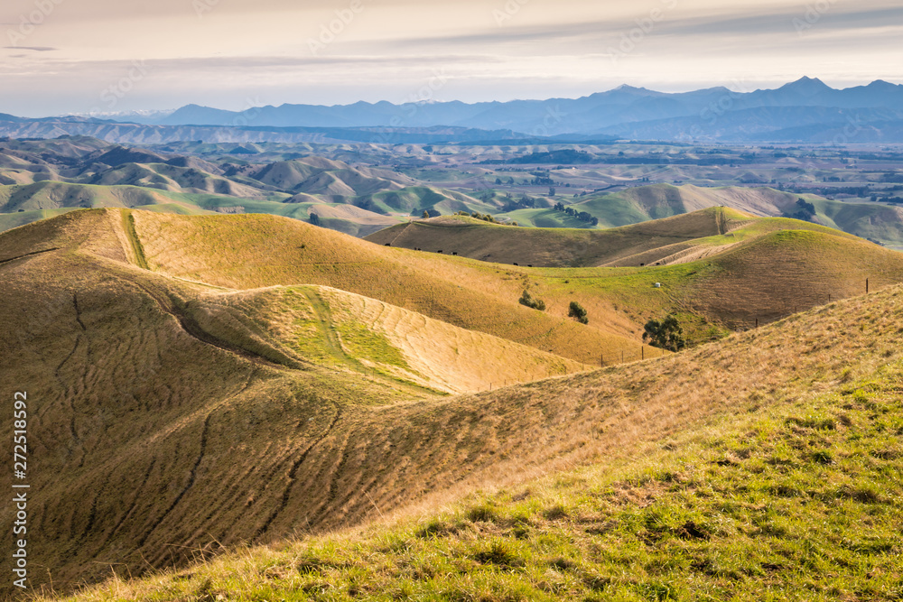 rolling hills landscape in New Zealand at sunset