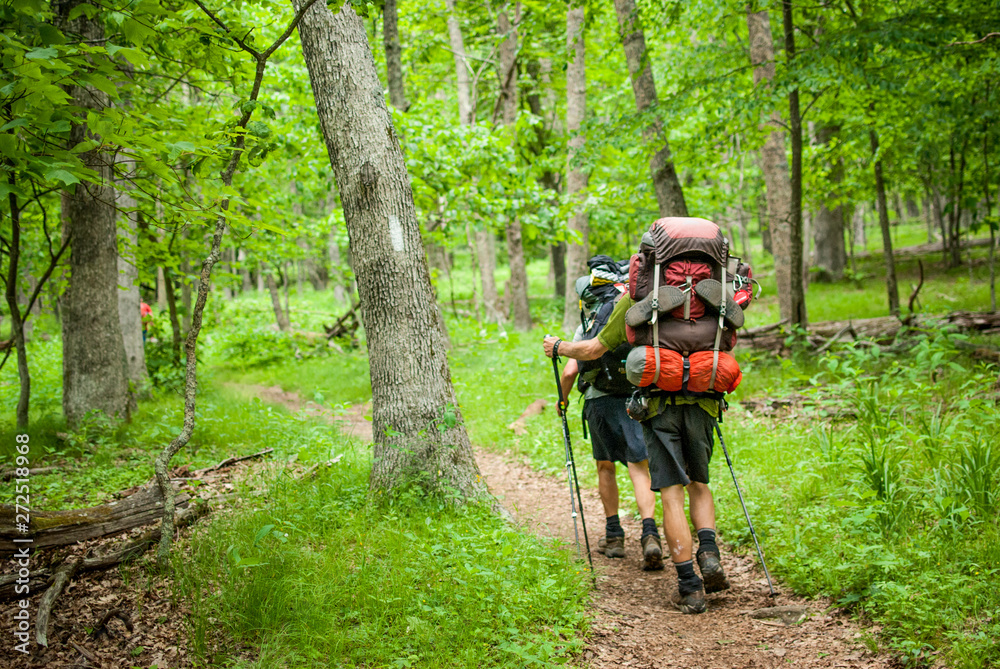 Two hikers  with large backpacks and walking sticks hiking though the forest in Shenandoah National Park. 