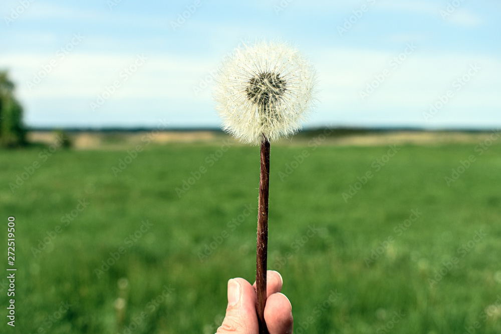 Fototapeta premium Spring dandelion in the field. Background..