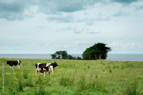 Cows in a field in front of the sea