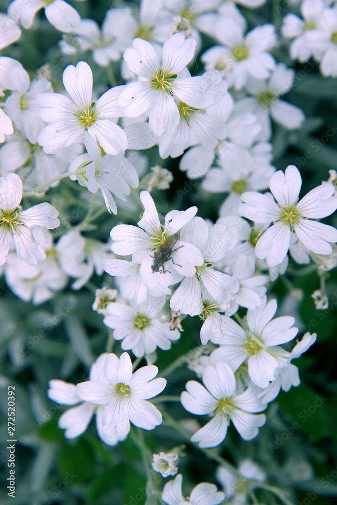 white flowers on green background white flowers on green background