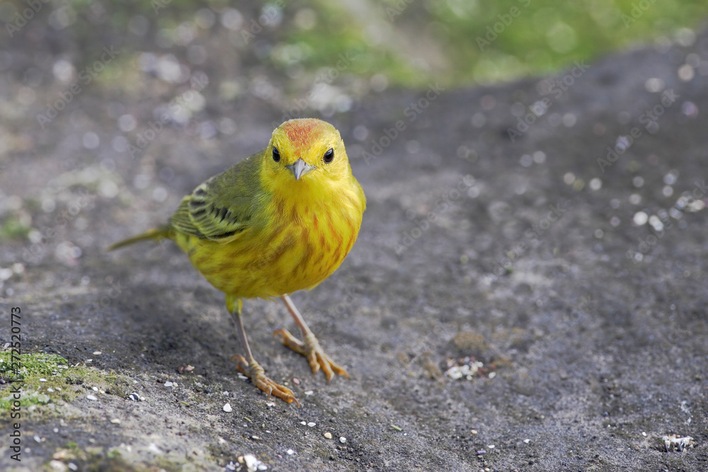 Mangrove Warbler, Puerto Egas, Santiago, Galapagos Islands, Ecuador Mangrove Warbler, Puerto Egas, Santiago, Galapagos Islands, Ecuador