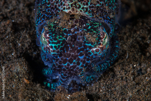 Fototapeta Naklejka Na Ścianę i Meble -  A Bobtail squid, Euprymna sp., hides in sand in Komodo National Park, Indonesia. This beautiful creature is nocturnal and found on sandy seafloor.