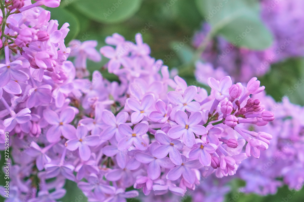 Floral background made of blooming lilacs. Macro view of purple blossom bush. Five petal flower lilac. Springtime and summer concept. Space for text. Floral background made of blooming lilacs. Macro view of purple blossom bush. Five petal flower lilac. Springtime and summer concept. Space for text.
