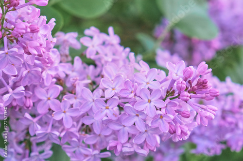 Floral background made of blooming lilacs. Macro view of purple blossom bush. Five petal flower lilac. Springtime and summer concept. Space for text.