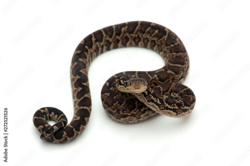 Cuban tree boa isolated on white background Cuban tree boa isolated on white background