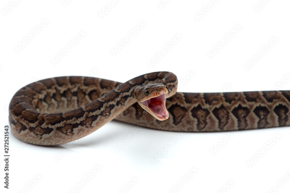Obraz premium Cuban tree boa isolated on white background